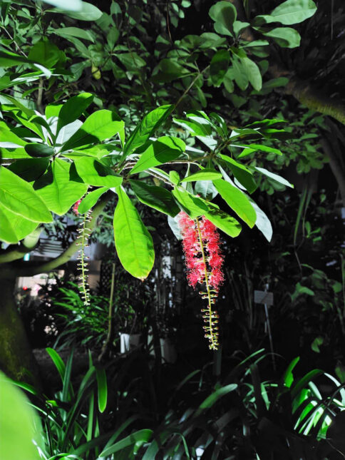 広島市植物公園